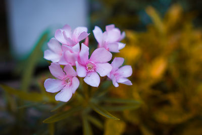 Close-up of pink flowering plant