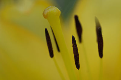 Close-up of yellow flowering plant