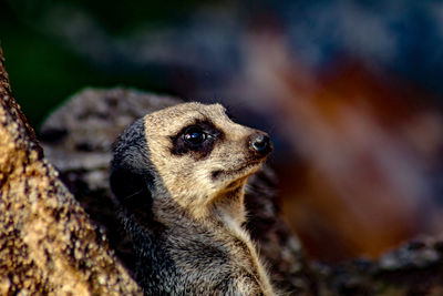 Close-up of an animal looking away