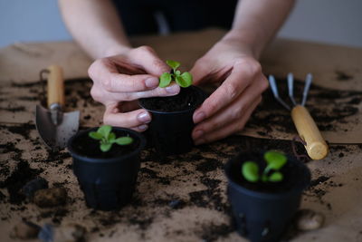 Cropped hand planting sapling