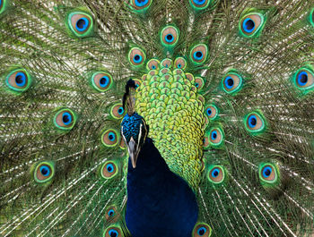 Proud peacock showing of its vibrant colors by spreading its tail feathers.