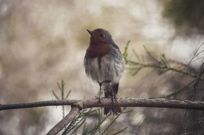 Close-up of bird perching on branch