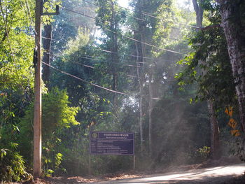 Road amidst trees in forest