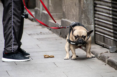 Low section of person standing by pug pooping on footpath
