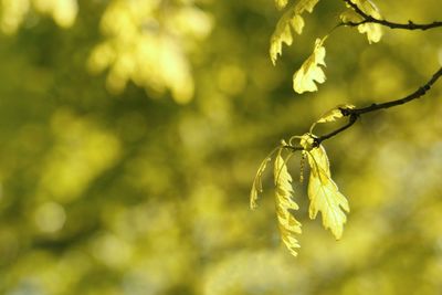 Spring green oak leaf
