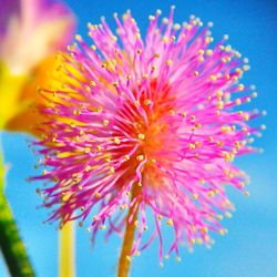 Close-up of flowers