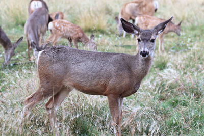 Deer standing on field