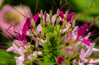 Close-up of pink flowering plants