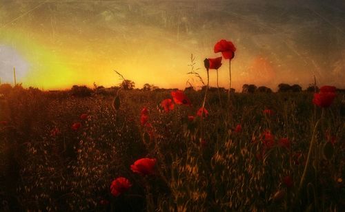 Plants growing on field at sunset