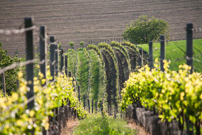 Plants growing in vineyard