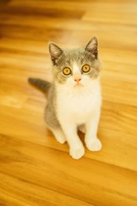 Portrait of cat on wooden floor