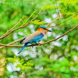 Close-up of bird perching on tree