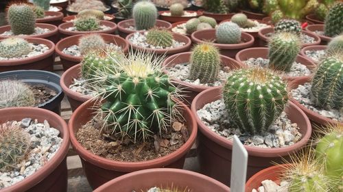 High angle view of potted plants