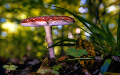 Close-up of mushroom growing in forest