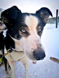 Close-up portrait of dog on snow covered field