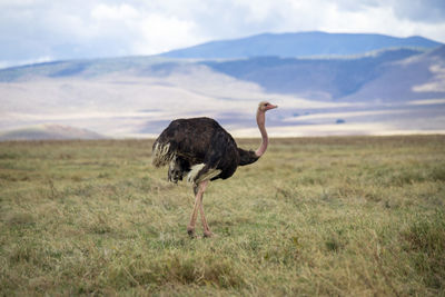 Side view of ostrich on field