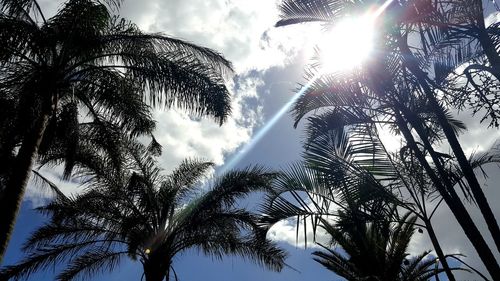 Low angle view of trees against sky