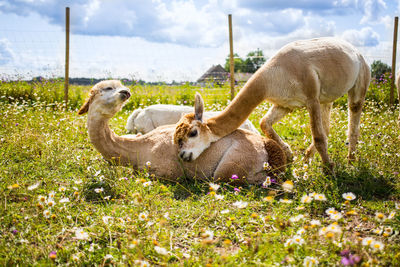 Sheep on field against sky