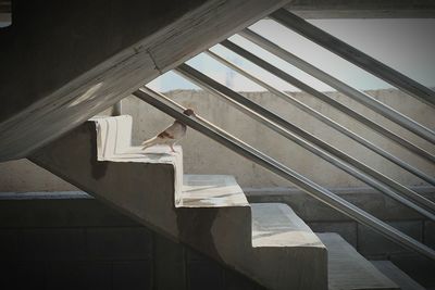 Pigeon perching on steps