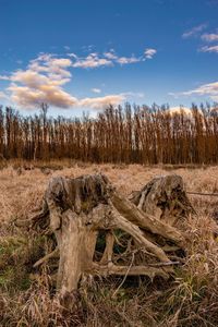 View of driftwood on field against sky