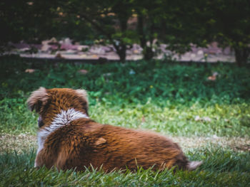 Dog on grassy field