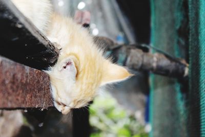 Close-up of a cat