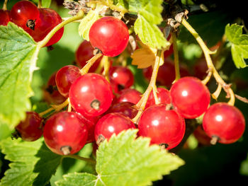 Close-up of cherries on tree