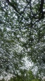 Low angle view of trees against sky