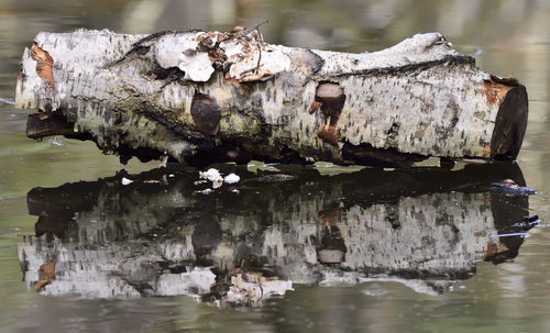 Close-up of crab in lake