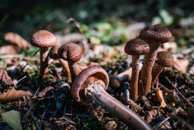 Close-up of mushrooms growing on ground