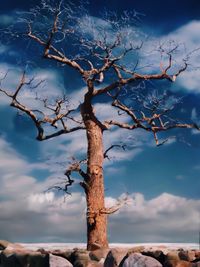 Low angle view of bare tree against sky