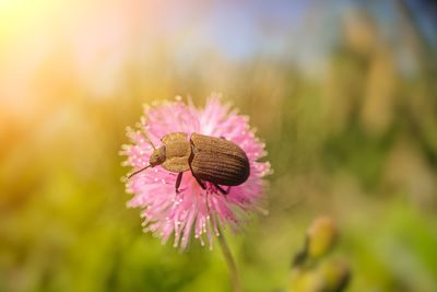 Close-up of butterfly pollinating on pink flower