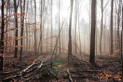 Trees growing in forest during foggy weather