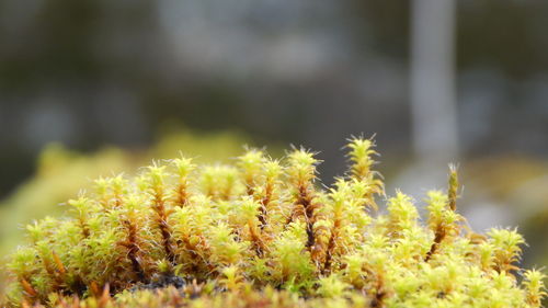 Close-up of flower on field