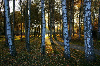 Panoramic view of trees in forest