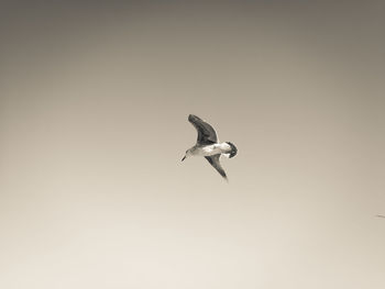 Low angle view of eagle flying against clear sky