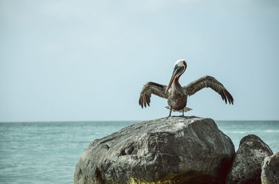 Seagull perching on rock by sea against sky