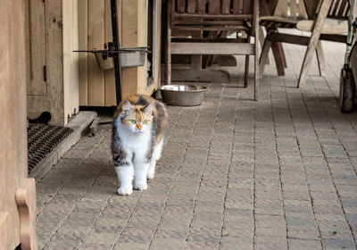 Three-colored cat on a sidewalk tile near a shed at the farm.