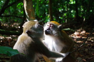 Close-up of monkey sitting on tree in forest