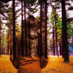 Trees on landscape against sky