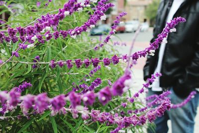 Close-up of lavender flowers blooming outdoors