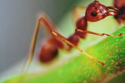 Close-up of ant on leaf