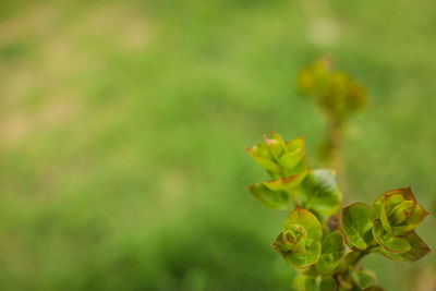 Close-up of yellow flowering plant