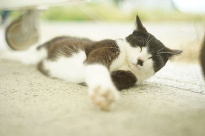 pet