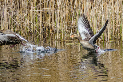 Bird flying over lake