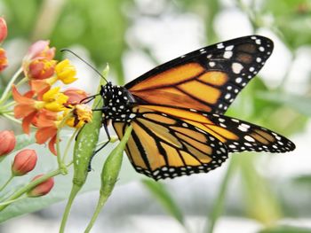 Close-up of butterfly pollinating on flower