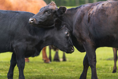 Cows standing on field