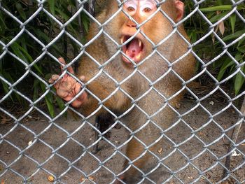 View of chainlink fence in zoo