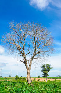 Tree on field against sky