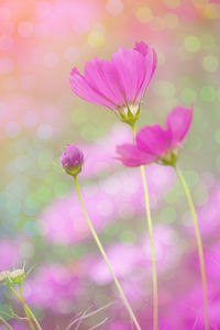 Close-up of pink flowering plant